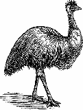 Emu